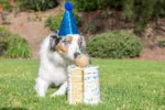 Piłka dla psa o zapachu wanilii, M 6 cm – Chuckit! Birthday Fetch Ball - obrazek 2