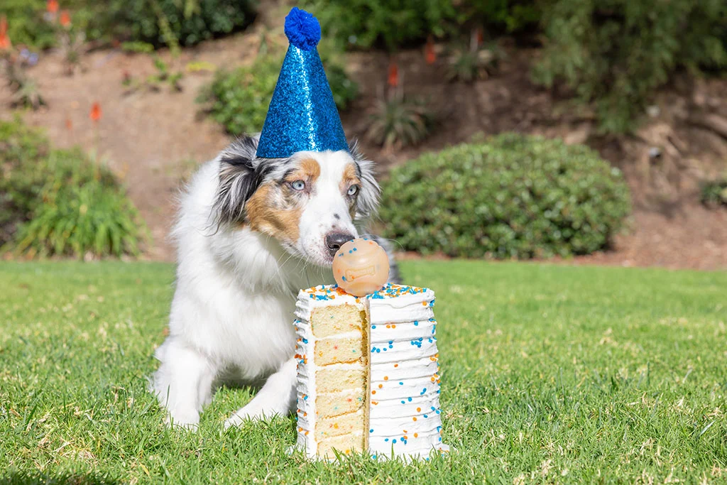Piłka dla psa o zapachu wanilii, M 6 cm – Chuckit! Birthday Fetch Ball - obrazek 2