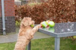 Piłka dla psa ze świecącym elementem i piszczałką S, 5 cm, zielona – Dog Comets Glow In The Dark Moon Ball - obrazek 6