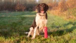 Pluszowy aport dla psa z piszczałką, różowy M, 22,5 cm – Dog Comets Invaders - obrazek 3