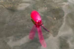 Zabawka dla psa z piszczałką i szeleszczącymi mackami, M 28 cm, zielona – Dog Comets Alien Octo - obrazek 4