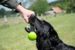 Gryzak do aportowania z gumy z piszczałką, L 32 cm, różowy – Dog Comets Meteor - obrazek 4