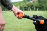 Gumowa pałka do rzucania z piszczałką, L 32 cm, pomarańczowa – Dog Comets Meteor - obrazek 3