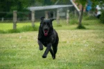 Pomarańczowa piłka dla psa z wciąganym sznurkiem – Dog Comets Blazar Jet - obrazek 5