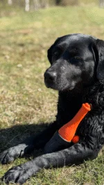 Zabawka do aportowania ze sznurkiem do wody, 23 cm, zielona – Dog Comets Bobber - obrazek 5