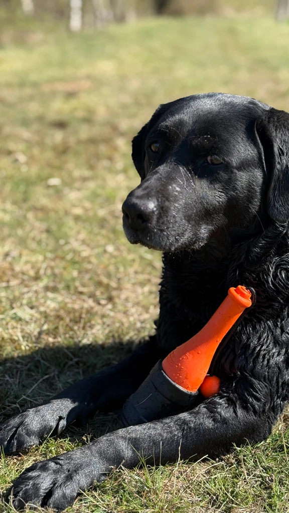 Zabawka do aportowania ze sznurkiem do wody, 23 cm, zielona – Dog Comets Bobber - obrazek 5