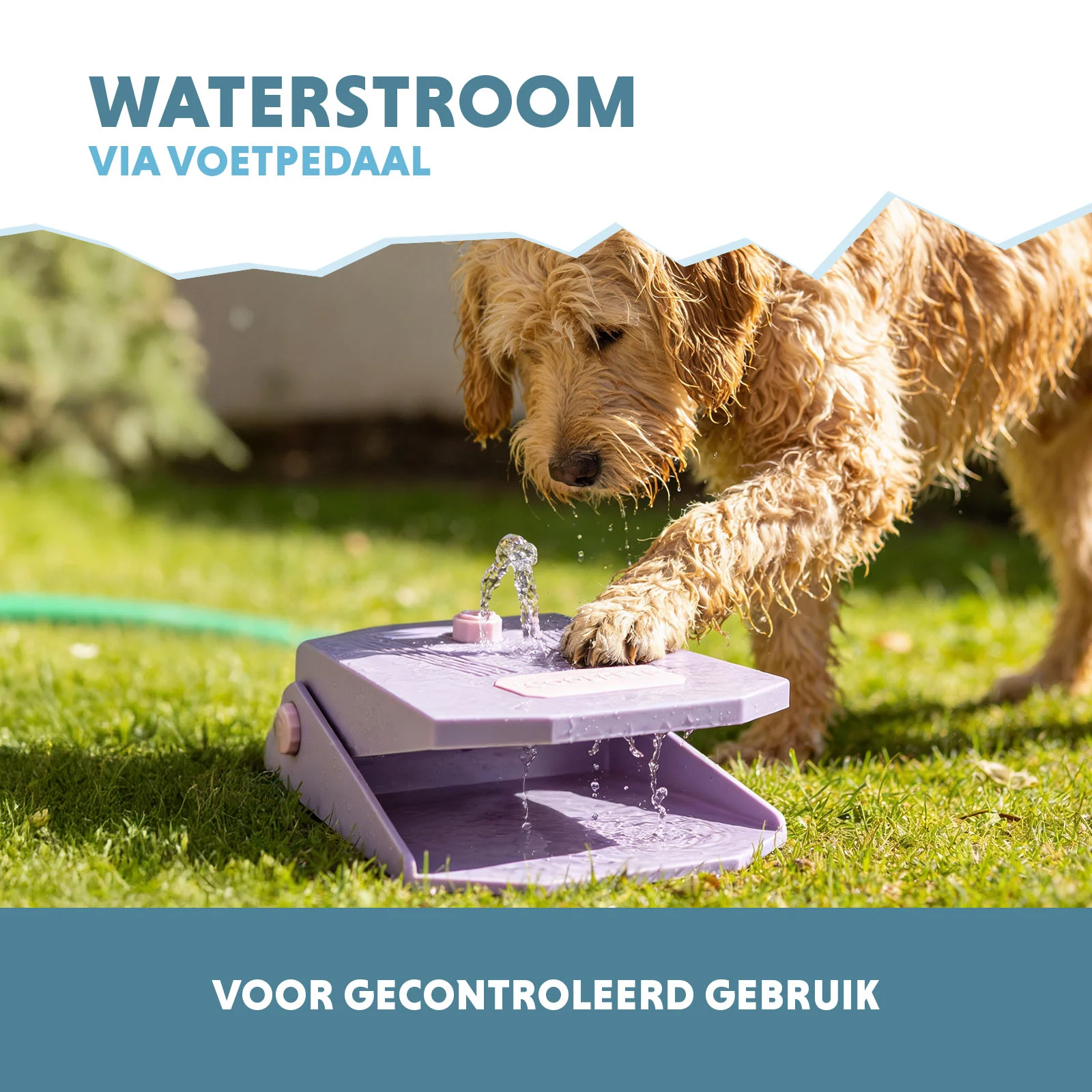 Fontanna z pedałem i podłączeniem do węża ogrodowego, liliowa – Coolpets Splash Water Fountain - obrazek 4