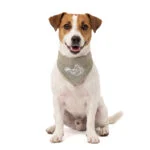 Bandana chłodząca dla psów, beżowa, S, 45 x 20 cm – Coolpets Cooling Bandana