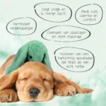 Pluszowy królik dla psa z imitacją bicia serca i podgrzewanym woreczkiem, zielony, 30 x 20 cm – Cozy Dog Bunny - obrazek 3