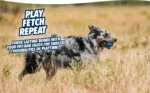 Gumowa piłka dla psa z piszczałką L, ø 7 cm, 1 sztuka – Chuckit! Ultra Squeaker Ball - obrazek 6