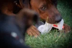 Pluszak dla psa ze skóry bydlęcej z cichą piszczałką, jasnoszary – szczeniak Doggy Doodles - obrazek 3
