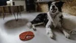 Okrągła mata do lizania z głębokimi zagłębieniami, czerwona, ø 21 cm – Eat Slow Live Longer Lick Mat Dimensions Circle - obrazek 5