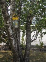 Pułapka na muchy na zewnątrz z 40 g atraktantu – Flybuster Garden Trap - obrazek 5