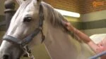 Spray nabłyszczający do grzywy i ogona konia, ułatwiający rozczesywanie, 250 ml – Paardenpraat TV Glans Spray - obrazek 2