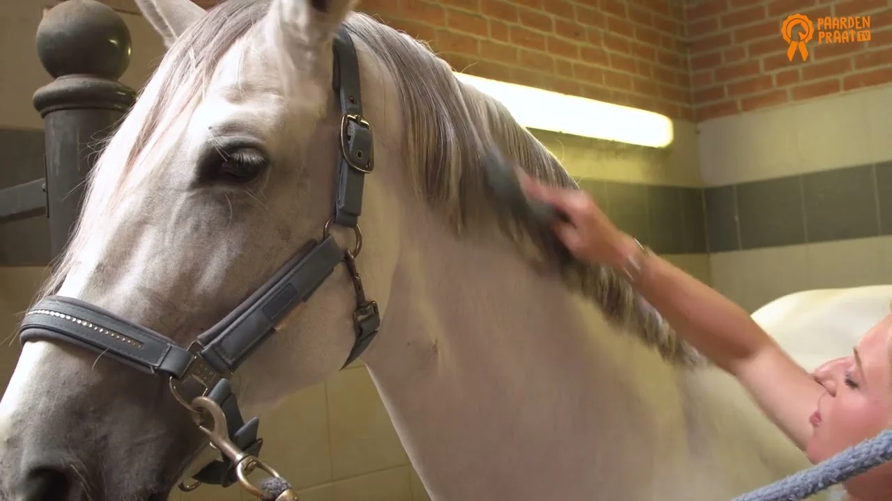 Spray nabłyszczający do grzywy i ogona konia, ułatwiający rozczesywanie, 250 ml – Paardenpraat TV Glans Spray - obrazek 2