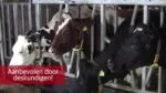 Napój wapniowy dla krów mlecznych w okresie okołoporodowym – Excellent Calbal Plus - obrazek 2