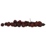 Dzika róża dla koni, wspierająca utrzymanie zdrowych kopyt, 1 kg – Excellent Horse Herbs Dzika róża - obrazek 2