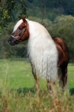 Spray do grzywy i ogona, ułatwiający rozczesywanie, 500 ml – Excellent Horse Hi Gloss Spray - obrazek 4