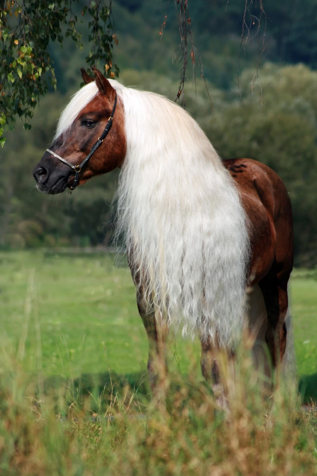 Spray do grzywy i ogona, ułatwiający rozczesywanie, 500 ml – Excellent Horse Hi Gloss Spray - obrazek 4