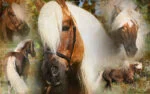 Spray do grzywy i ogona, ułatwiający rozczesywanie, 500 ml – Excellent Horse Hi Gloss Spray - obrazek 3