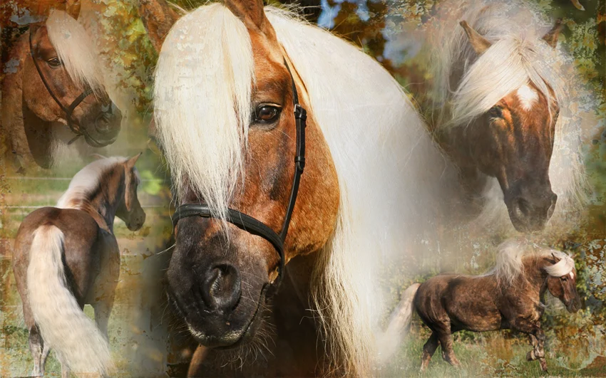 Spray do grzywy i ogona, ułatwiający rozczesywanie, 500 ml – Excellent Horse Hi Gloss Spray - obrazek 3