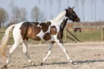 Brokatowy spray do sierści, grzywy i ogona, 250 ml – Excellent Horse Hi Gloss Glitter Spray Gold - obrazek 2