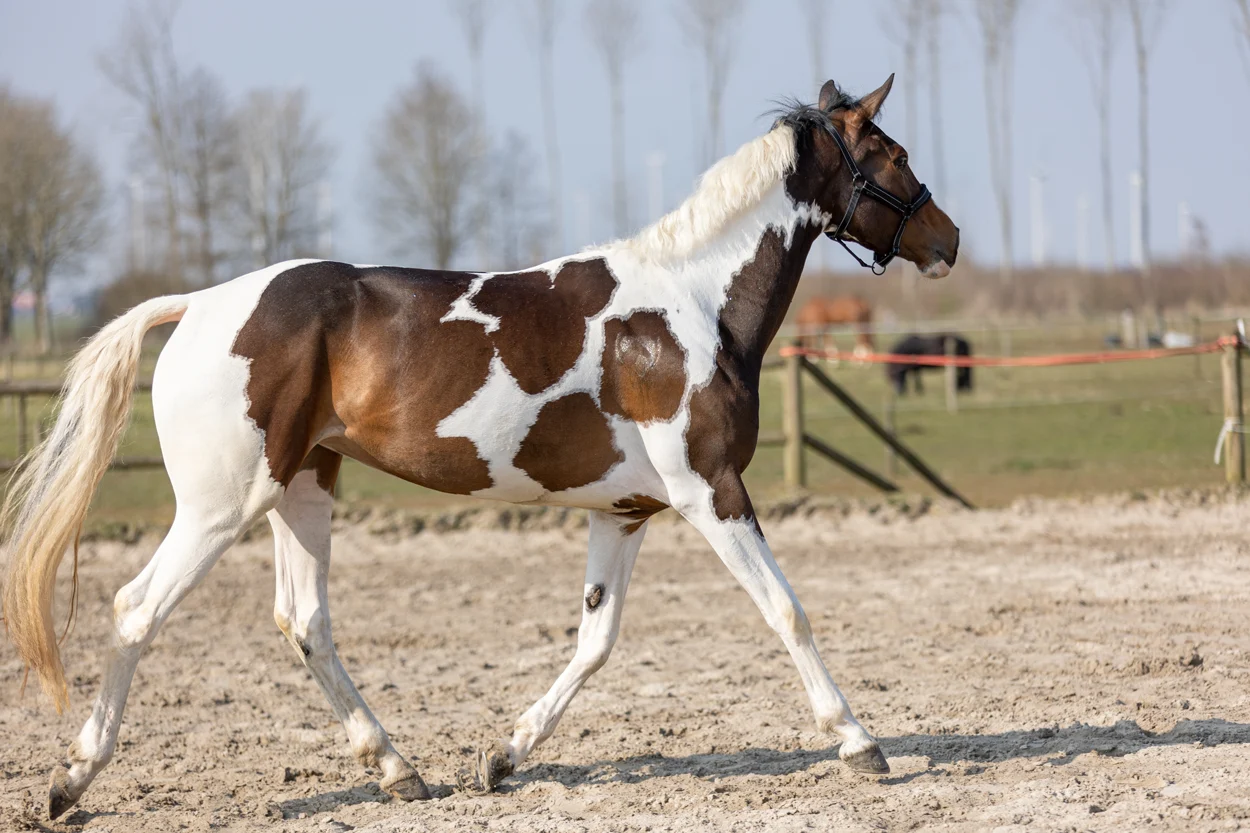 Brokatowy spray do sierści, grzywy i ogona, 250 ml – Excellent Horse Hi Gloss Glitter Spray Gold - obrazek 2