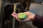 Szampon dla koni w kostce z odżywką, aloesem, 60 g – Excellent Horse Hi Gloss Shampoo Bar - obrazek 3