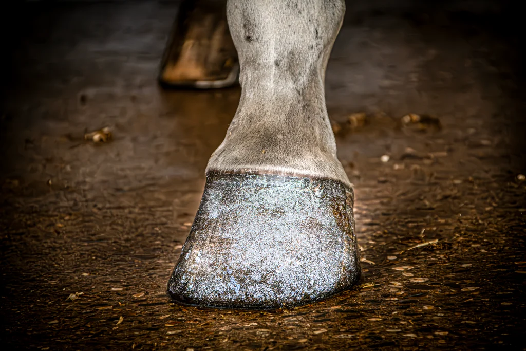 Srebrny brokatowy lakier do kopyt, 150 ml – Excellent Horse Hi Gloss Glitter Hoof Polish - obrazek 2