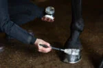 Srebrny brokatowy lakier do kopyt, 150 ml – Excellent Horse Hi Gloss Glitter Hoof Polish - obrazek 3