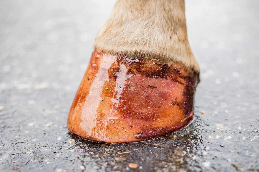 Różowy brokatowy lakier do kopyt, 150 ml – Excellent Horse Hi Gloss Glitter Hoof Polish - obrazek 5