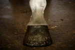 Złoty brokatowy lakier do kopyt, 150 ml – Excellent Horse Hi Gloss Glitter Hoof Polish - obrazek 2
