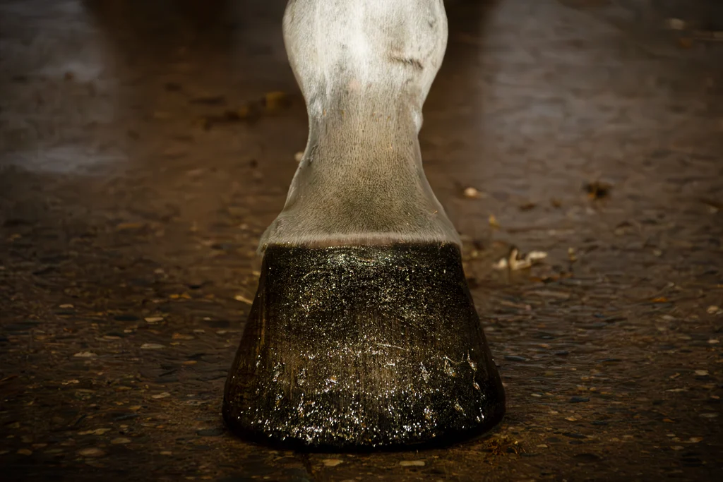 Złoty brokatowy lakier do kopyt, 150 ml – Excellent Horse Hi Gloss Glitter Hoof Polish - obrazek 2