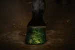 Glitterhoeflak Groen, 150 ml – Excellent Horse Hi Gloss Glitter Hoof Polish - obrazek 2