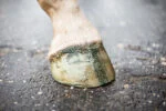 Glitterhoeflak Groen, 150 ml – Excellent Horse Hi Gloss Glitter Hoof Polish - obrazek 3