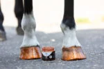 Pomarańczowy brokatowy lakier do kopyt, 150 ml – Excellent Horse Hi Gloss Glitter Hoof Polish - obrazek 3