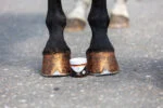 Pomarańczowy brokatowy lakier do kopyt, 150 ml – Excellent Horse Hi Gloss Glitter Hoof Polish - obrazek 2