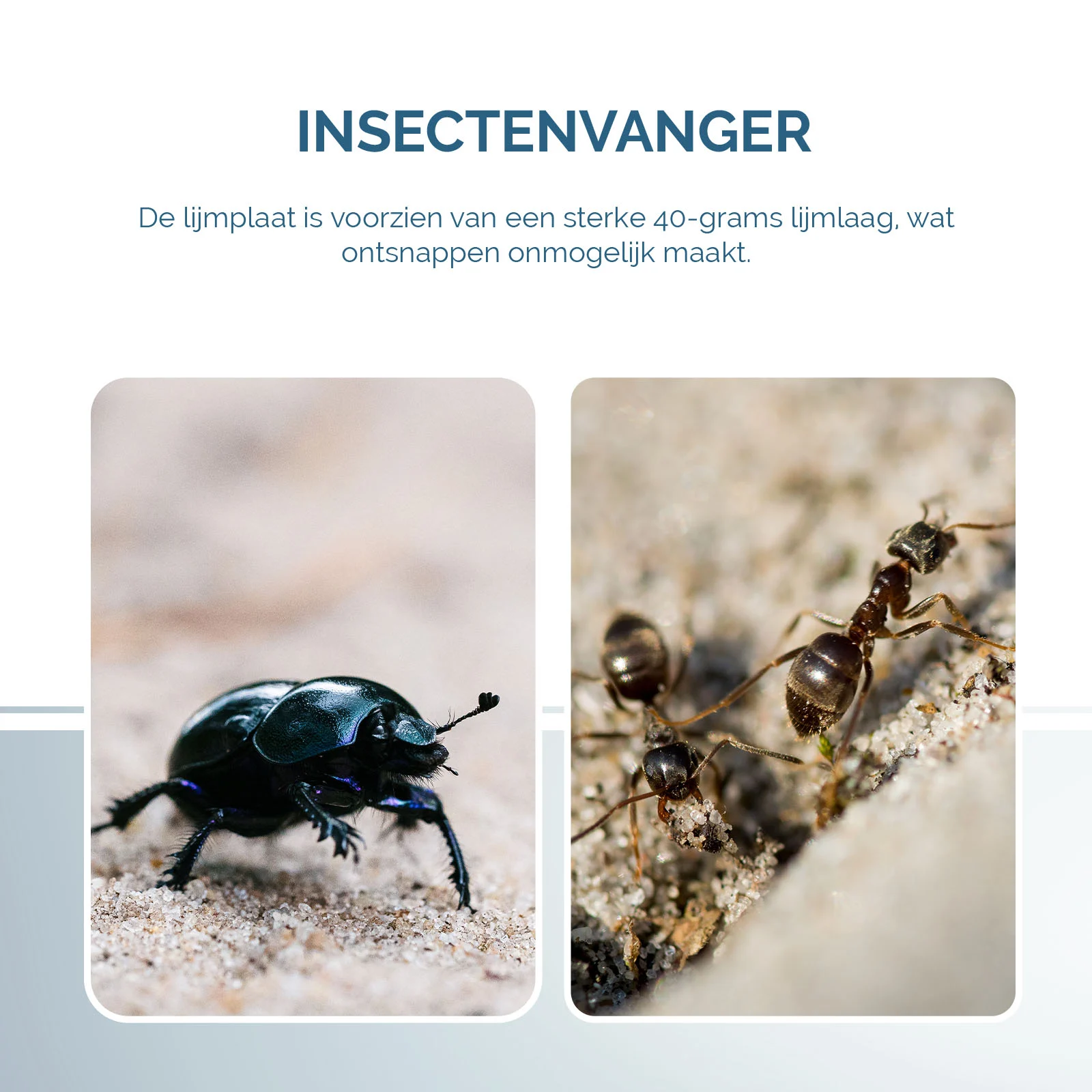 Płytka klejowa na owady w formie książki, czarna, 22 x 17 cm – Hofman Pest Control - obrazek 5