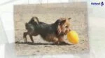 Plastikowe jajko do zabawy dla psa, fioletowe, 30 cm – Jolly Pets Egg - obrazek 5