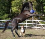 Piłka do zabawy dla konia, morska zieleń, zapach jabłka, 25 cm – Jolly Pets Jolly Ball - obrazek 4