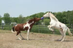 Niebieska piłka do zabawy dla konia o zapachu borówki, 25 cm – Jolly Pets Jolly Ball - obrazek 2