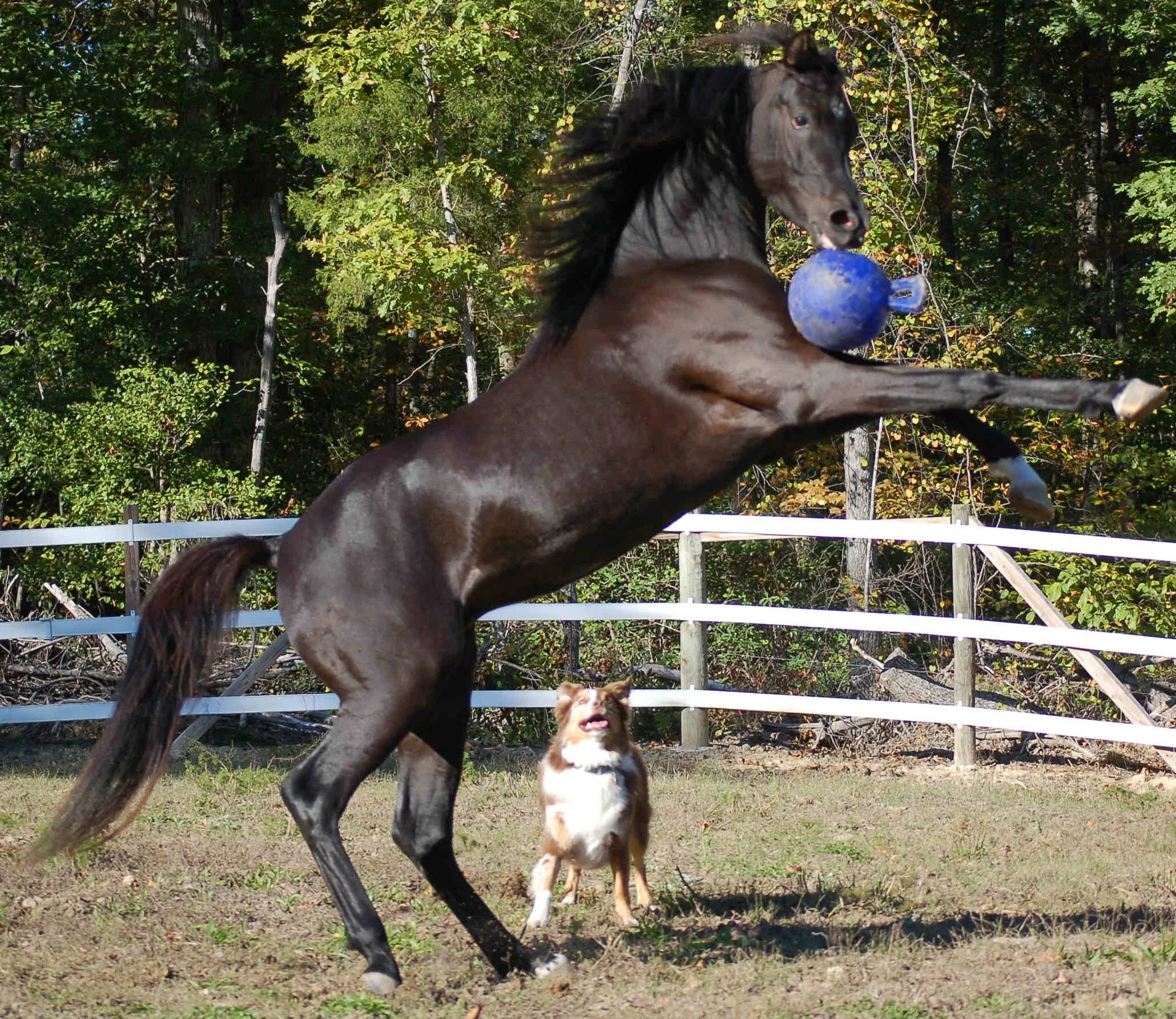 Ciemnoniebieska piłka dla koni, bezzapachowa, 25 cm – Jolly Pets Jolly Ball - obrazek 3