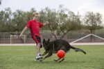 Piłka do aportowania dla psa, pomarańczowa, 15 cm – Jolly Pets Jolly Soccer Ball - obrazek 2