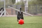 Piłka do aportowania dla psa, pomarańczowa, 15 cm – Jolly Pets Jolly Soccer Ball - obrazek 3