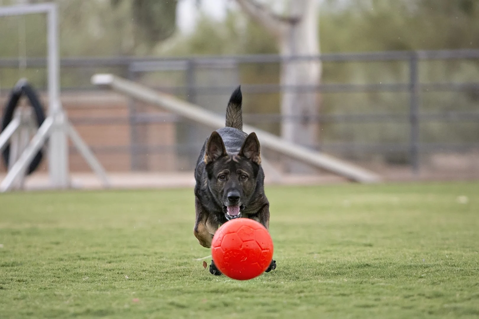 Piłka do aportowania dla psa, pomarańczowa, 15 cm – Jolly Pets Jolly Soccer Ball - obrazek 3