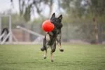 Piłka do aportowania dla psa, pomarańczowa, 15 cm – Jolly Pets Jolly Soccer Ball - obrazek 5
