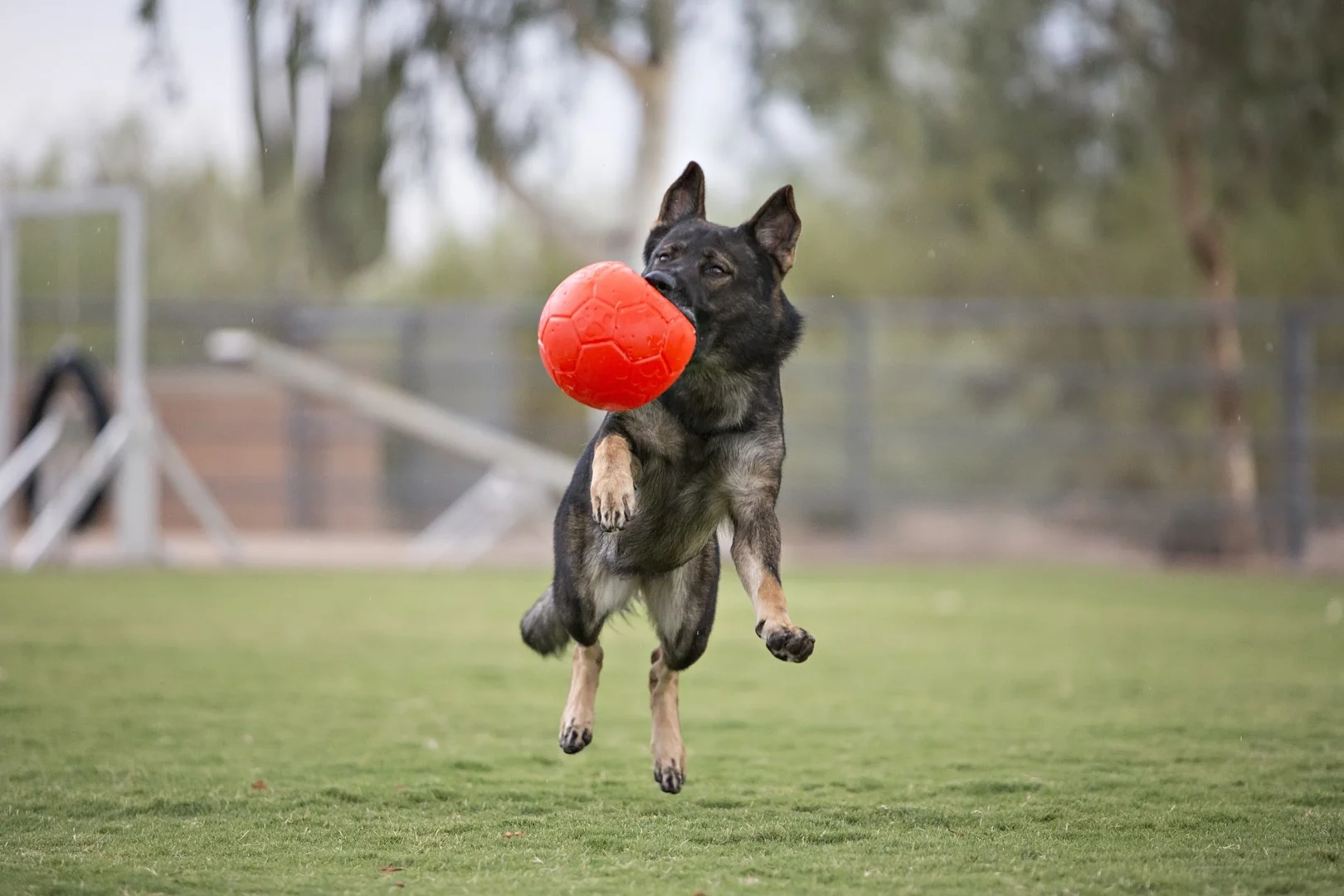 Piłka do aportowania dla psa, pomarańczowa, 15 cm – Jolly Pets Jolly Soccer Ball - obrazek 5