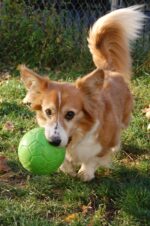 Piłka dla psa do aportowania, zielona, 15 cm – Jolly Pets Jolly Soccer Ball - obrazek 4