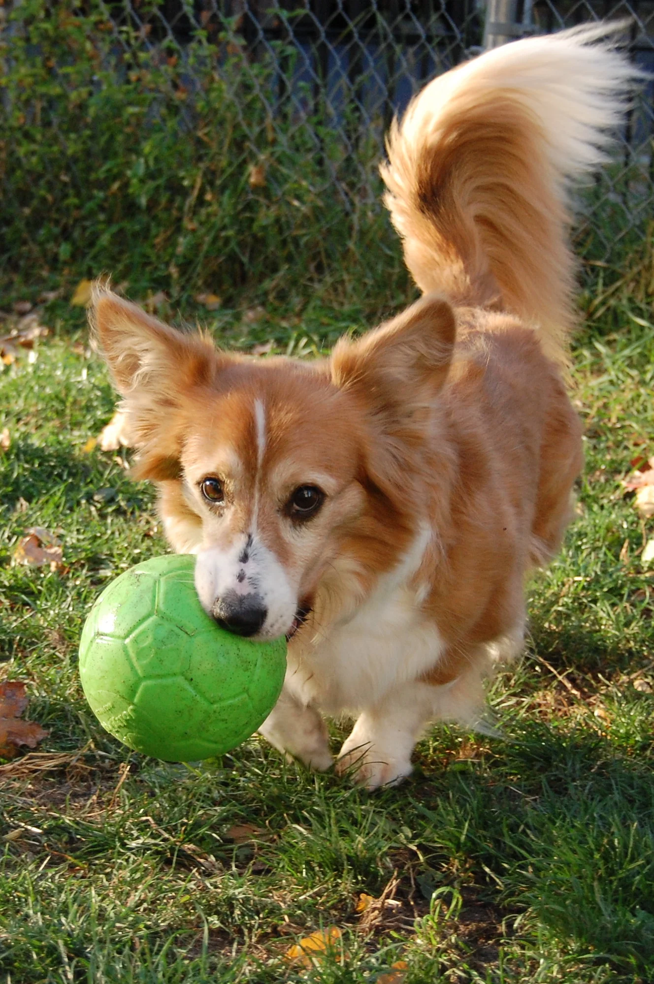Piłka dla psa do aportowania, zielona, 15 cm – Jolly Pets Jolly Soccer Ball - obrazek 4