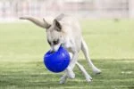 Piłka do aportowania dla psa, jasnoniebieska, 15 cm – Jolly Pets Jolly Soccer Ball - obrazek 4